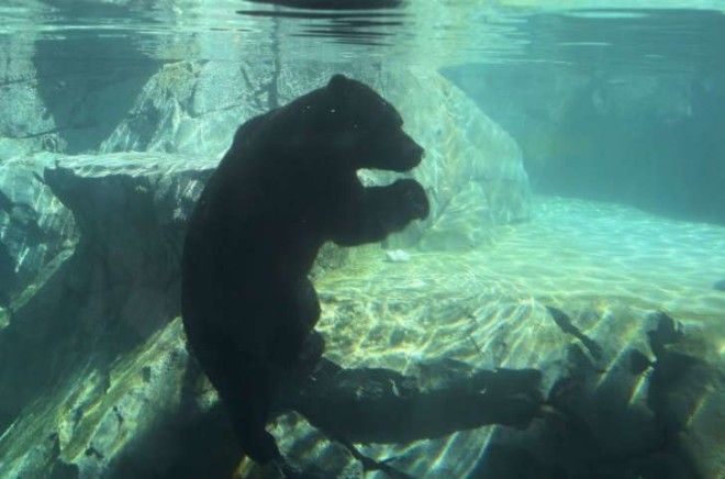 A grizzly bear is shown swimming at a pool in an Illinois zoo