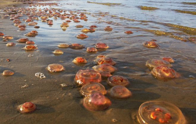 Theyre 98 water so getting washed up on the beach is bad news