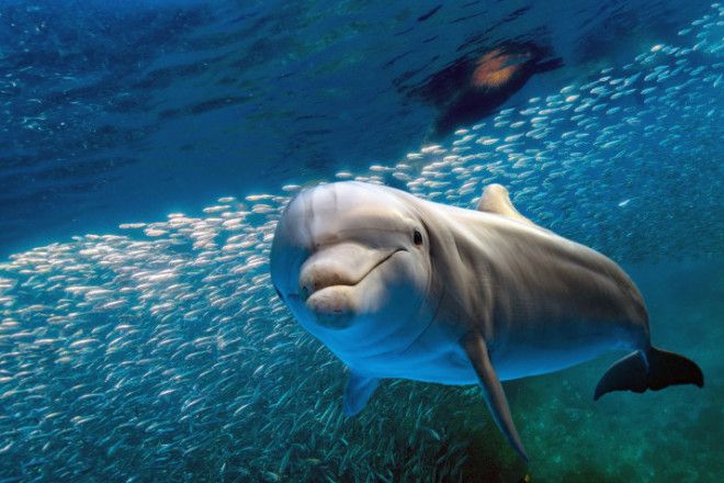 Dolphins have unique whistles and their fellow dolphin friends will mimic that whistle to get their attention Dolphin researchers believe this whistle is their version of having a name