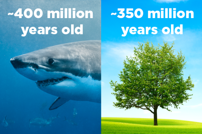 For about 50 million years the world had sharks and no trees