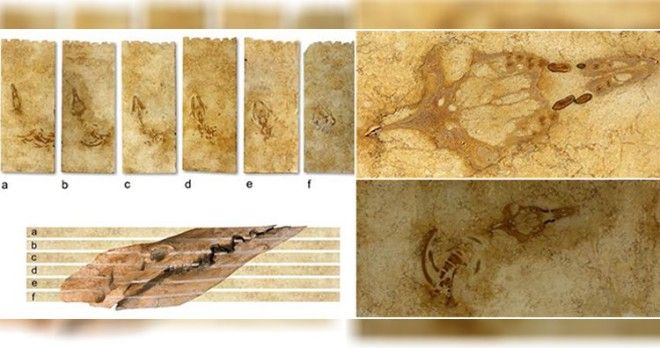 The six limestone plates containing the Aegyptocetus tarfa skeleton before preparation. Plates are lettered a through f from top to bottom. Bottom schematic shows the skull, as preserved, relative to bedding and relative to plate surfaces.