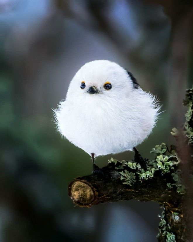 Photographer Spends Months In Forest Capturing Angry Birds In Real Life