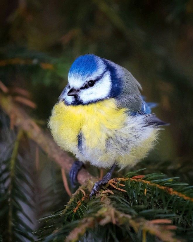 Photographer Spends Months In Forest Capturing Angry Birds In Real Life