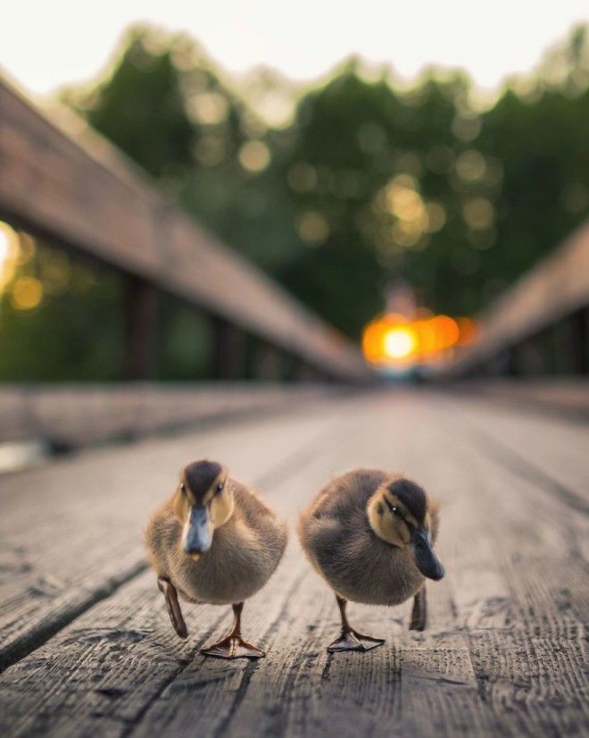 Photographer Spends Months In Forest Capturing Angry Birds In Real Life