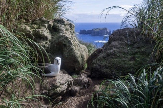 Atlantic Yellownosed Albatross with a Spectacular View from the Nest on Nightingale Island