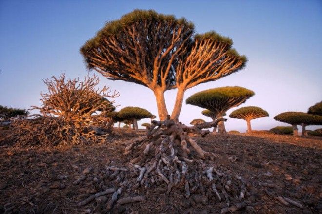 Endemic Dragon tree of Socotra Island on Yemen