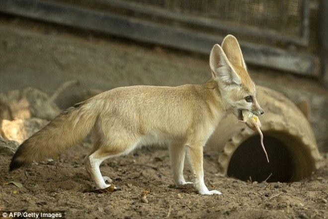 An example: Fennec foxes (such as this one in a Tel Aviv zoo) live on a mainly carnivorous diet in the wild, eating insects and small animals, as well as a tiny amount of plant-based foods