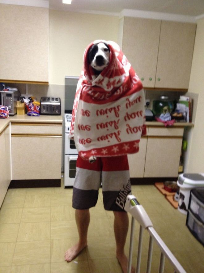 Heard My Husband Telling The Dog To Stay Still In The Kitchen Walked In And This Greeted Me