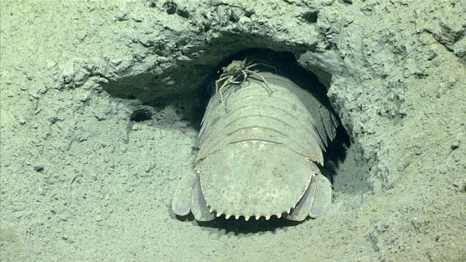 A spider crab hitches a ride on a giant isopod in the isopod's burrow tunnel at a depth of 1,788 feet.