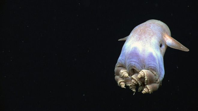 This cute little guy is a dumbo octopus, the deepest-dwelling octopus.