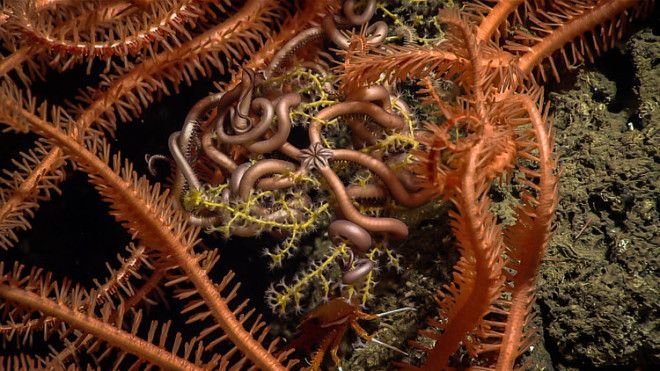 In this image, you can see a tiny snake star, surrounded by the spiny arms of larger sea stars coiled among the branches of a coral, at a depth of 1,315 feet.
