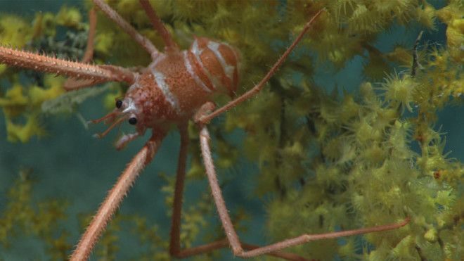 This probably isn't like any lobster you've ever seen. A deep-sea squat lobster hangs out on a coral fan.