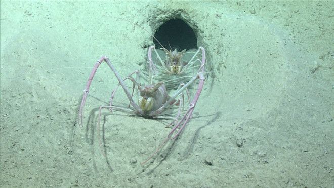 These two lobsters are completely blind due to their pitch-black surroundings. These ones evidently share a little burrow, but scientists aren't exactly sure why.