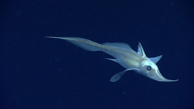 A long-nosed chimaera fish drops by one of NOAA's submersibles on a dive. Many of the researchers said this was the first time they've ever seen one.