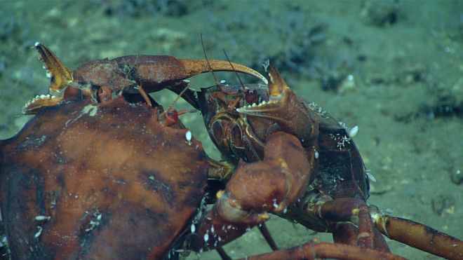 Two deep-sea male red crabs are pictured here in an intense duel.