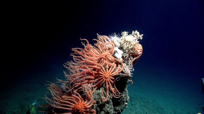 A craggy outcrop on the seafloor supports a dense community of sea stars.