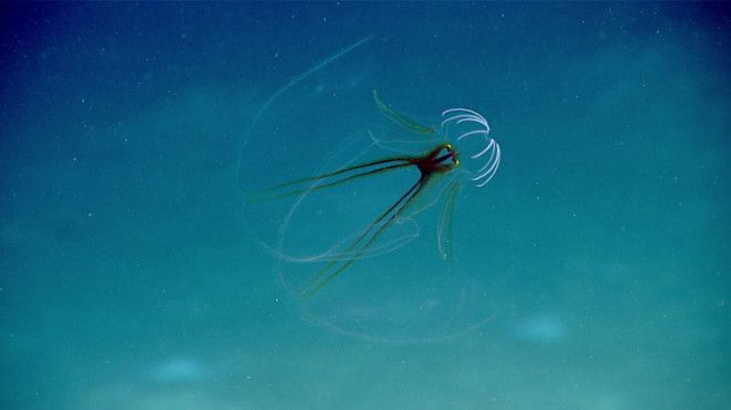 A NOAA submersible encountered this ctenophore, or comb jellyfish, swimming just above the seafloor.