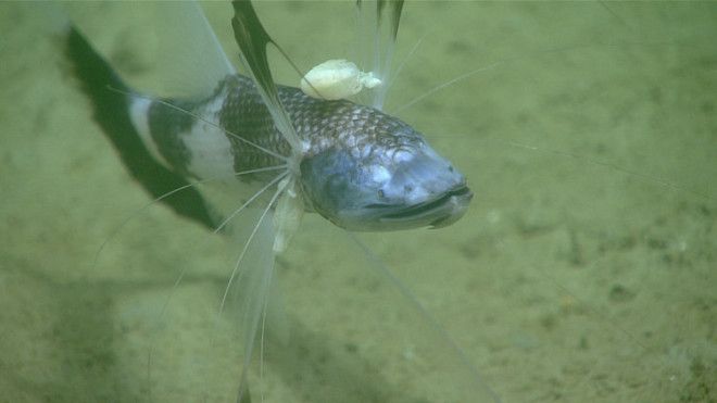 Pictured here is a tripod fish, with parasitic isopods attached to two of its fins.