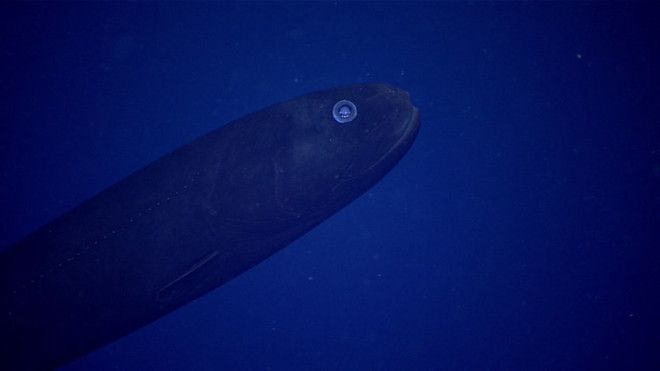 Pictures here is a deep-water variety of marine smelt, from the genus Leptochilichthys.