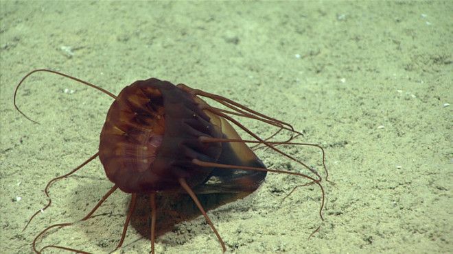 A Periphylla periphylla, or deep-sea helmet jellyfish, pictured colliding with the seafloor after it was startled by the bright lights from the submersible.