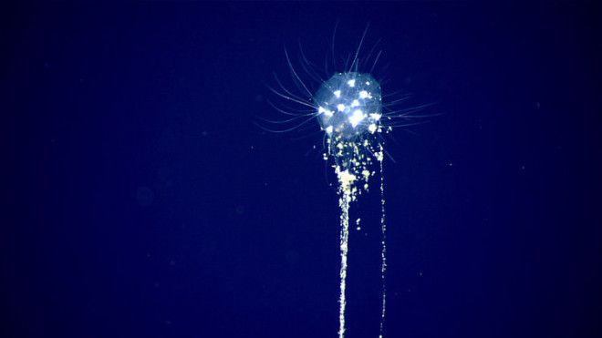A colonial tuscarorid phaeodarean is pictured here feeding on marine snow — the nutrients (including fish excrement) that drop from shallow waters higher in the water column — at a depth of 2,300 feet.