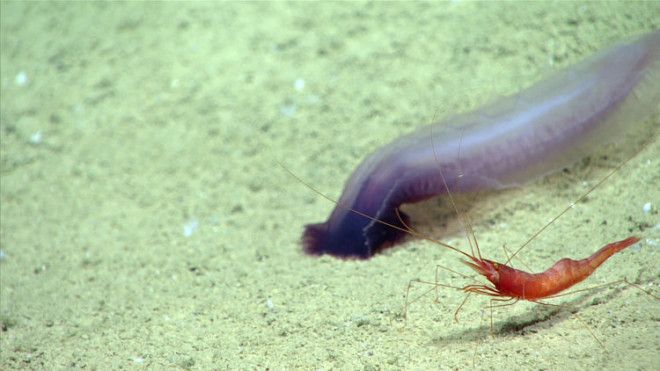 A deep-sea rendezvous: A sea cucumber and a shrimp wander past each other in the submersible's lights.