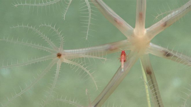 Pictures here is an umbellula sea pen, with a mysid shrimp keeping it company.