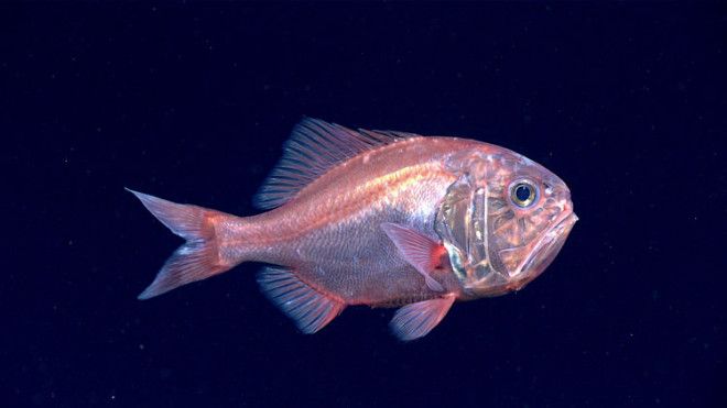 This fish, aptly named a Darwin's slimehead, is pictured swimming just a few meters off the sea-floor.