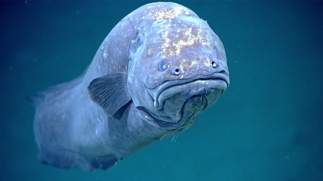 This grumpy-looking cusk eel is pictured at a depth of 1,585 feet.