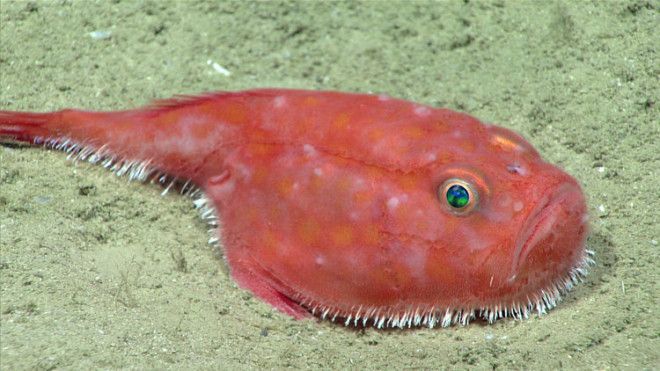 This is a sea toad, found hanging out on the sea floor at a depth of 2,428 feet.