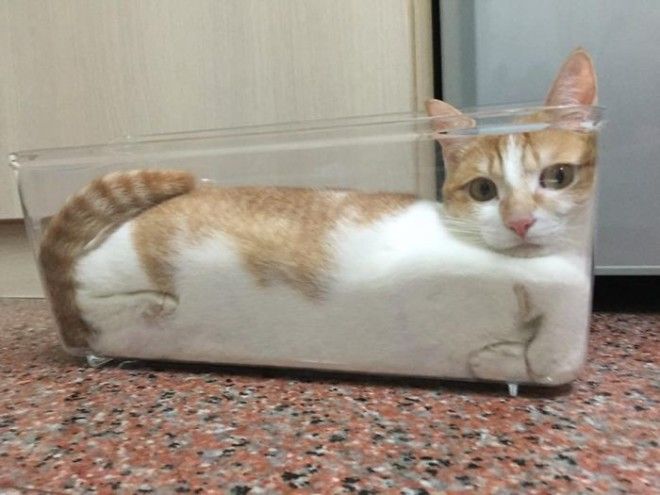 A Liquid Has No Fixed Shape Therefore It Takes The Shape Of Any Container