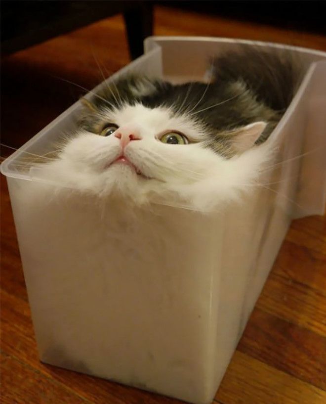 Update: Feline Continues To Seek Fully Liquid State