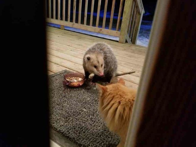 Possum stealing