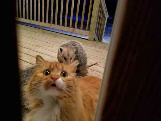 This Cats Reaction To Possum Stealing Her Food is Priceless