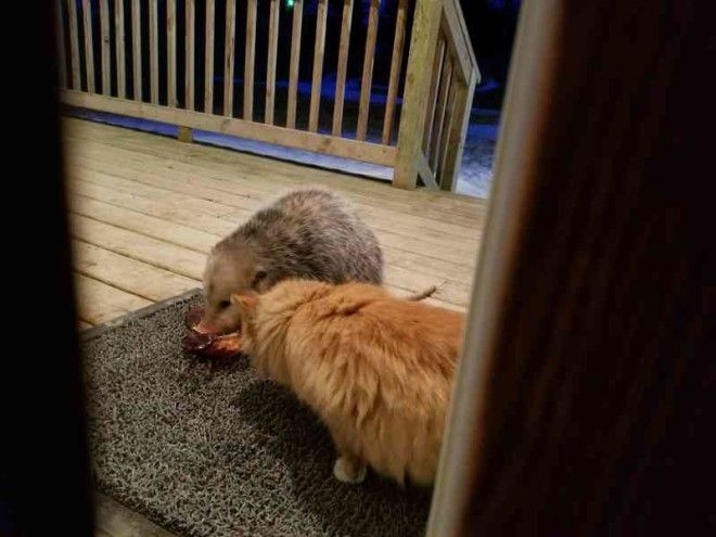 This Cats Reaction To Possum Stealing Her Food is Priceless