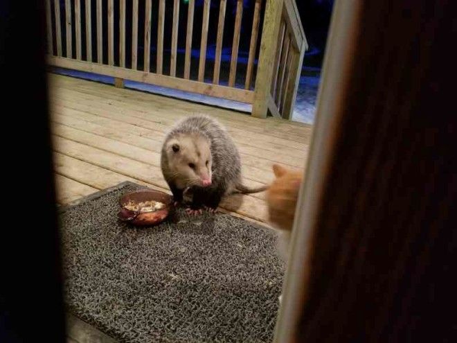 This Cats Reaction To Possum Stealing Her Food is Priceless