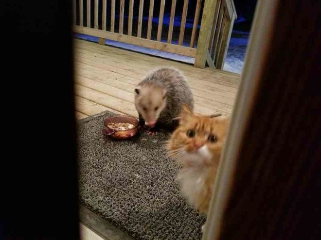 This Cats Reaction To Possum Stealing Her Food is Priceless