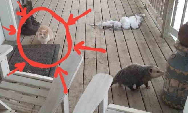 This Cats Reaction To Possum Stealing Her Food is Priceless