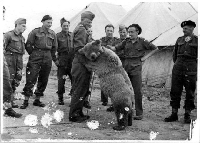 wojtek-soldier-bear-11