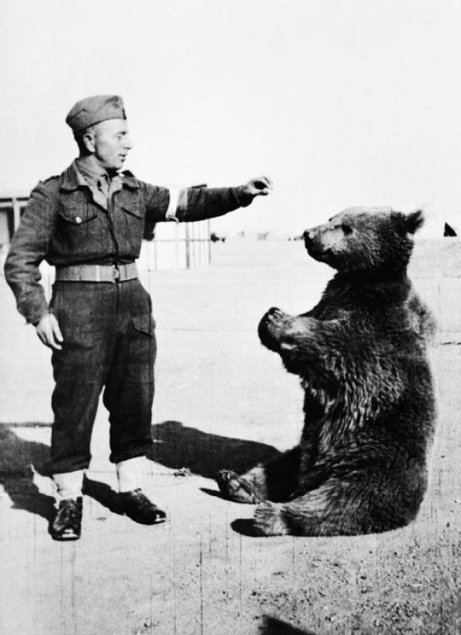 wojtek-soldier-bear-1