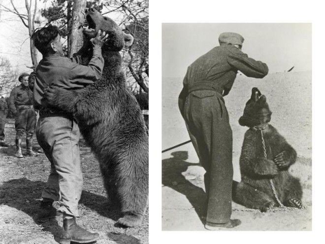 wojtek-soldier-bear-9