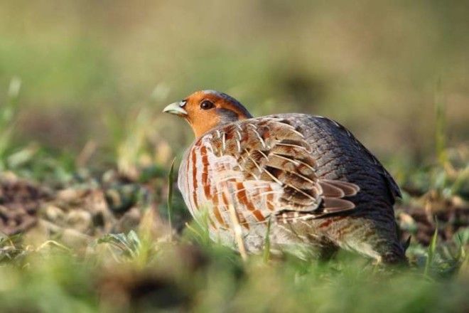 patridge Patridge bird in the grass