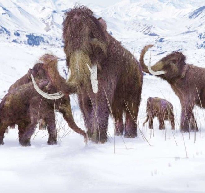 Mastodon