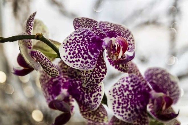 purple orchids