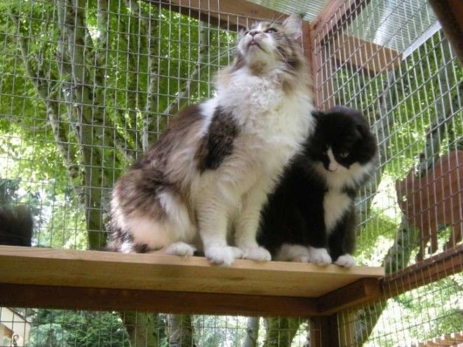 Cats in cat patio.
