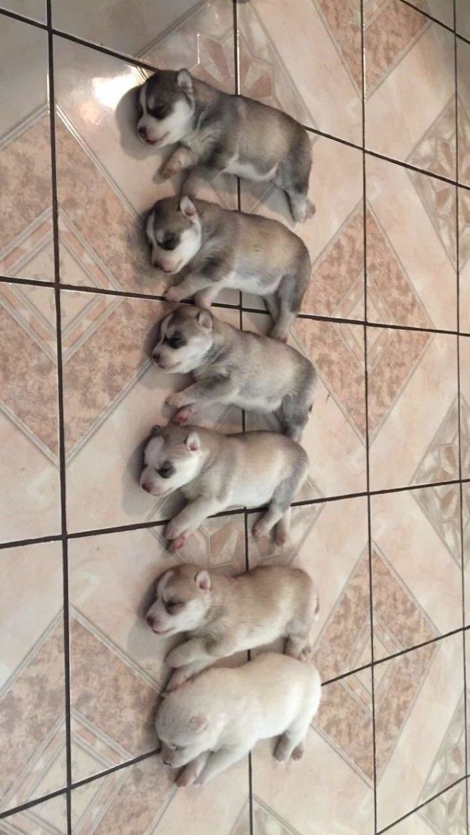 My Sisters Husky Ran Out Of Ink While Giving Birth