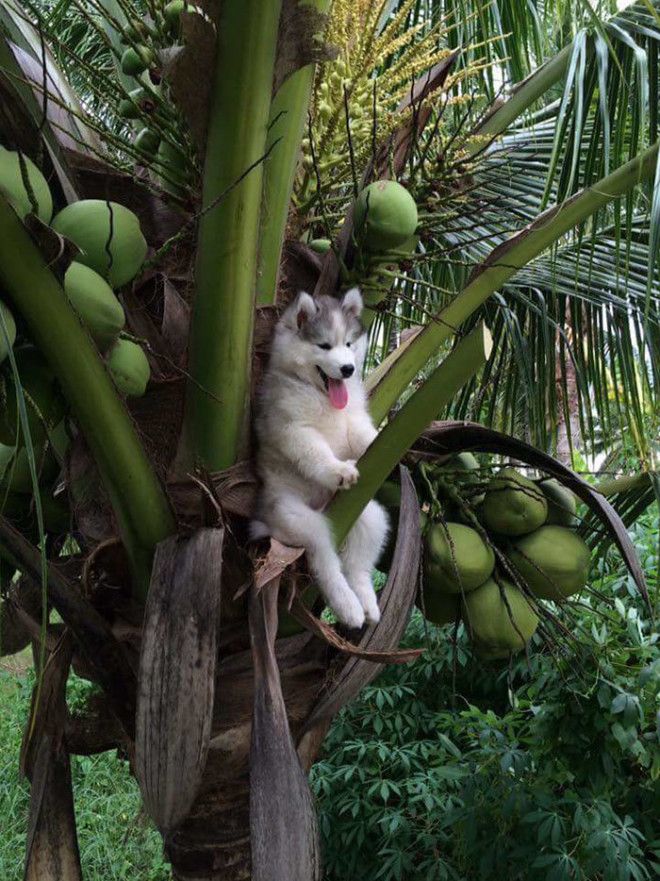 Look Hooman I Am A Coconut