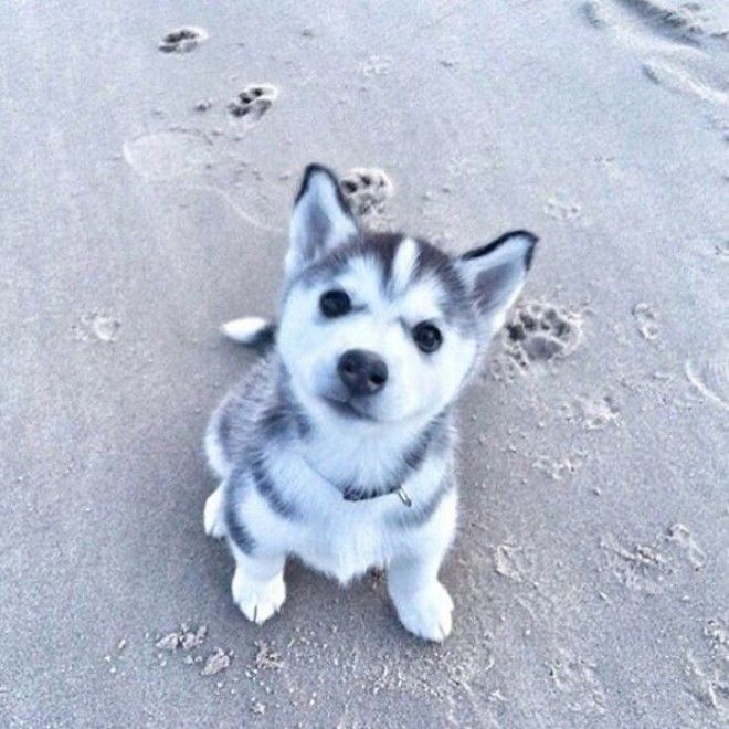 Little Husky