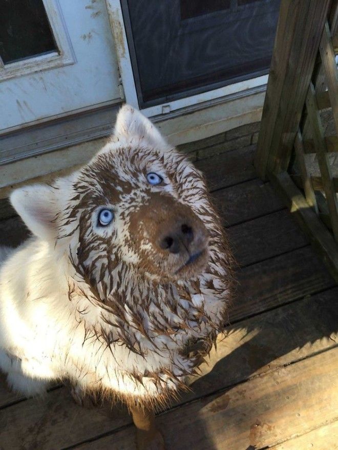 This Is Our Boy Casper The Formerly All White Husky