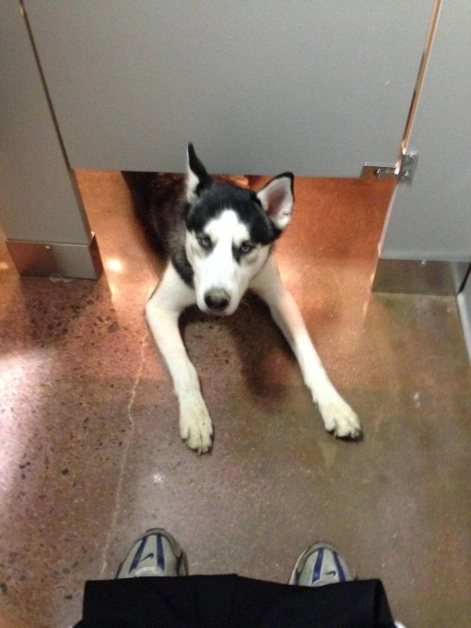 This Husky Appeared While I Was Pooping In A Public Restroom It Stared At Me For A Few Seconds And Then Ran Away